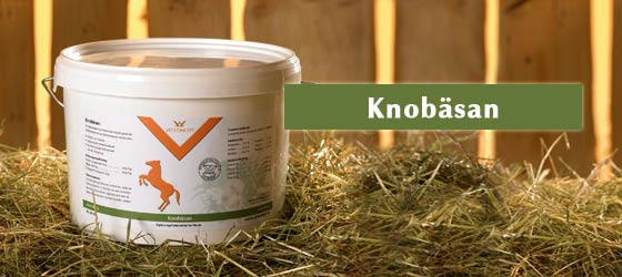 Knobaesan