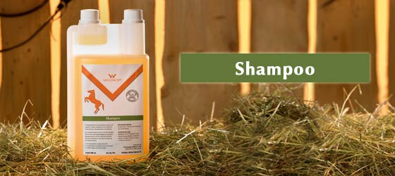 Shampoo